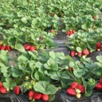 章姬、紅顏、豐香草莓苗批發(fā)價(jià)格