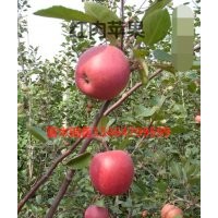 遼寧紅肉蘋果苗|紅色之愛蘋果苗
