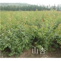 優(yōu)質(zhì)國(guó)槐苗，皂角苗，山楂苗