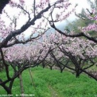 山西桃樹苗供應(yīng)