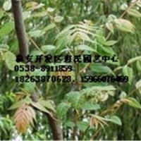 山東泰安香椿苗批發(fā)價(jià)格