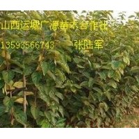 柿子苗柿子樹大量出售