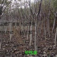 1米以上核桃苗山西廣源苗木大量出售