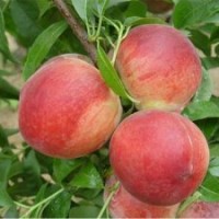 桃苗、極晚熟桃苗。臨沂迎霜紅桃苗