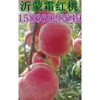 沂蒙霜紅桃 沂蒙霜紅桃價格 沂蒙霜紅桃批發(fā)
