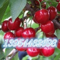 優(yōu)質(zhì)早熟櫻桃苗 櫻桃苗品種 櫻桃苗價(jià)格