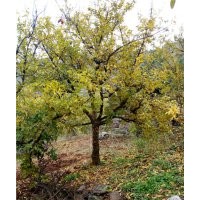 石榴樹苗-棗莊石榴樹苗-石榴樹苗基地