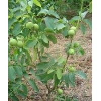 供應(yīng)：核桃苗，薄皮核桃苗，占地核桃苗