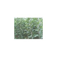 供應2公分3公分桃樹山楂樹大量低價