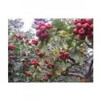 供應山楂，花椒，白皮松，油松價格