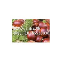 臨沂板栗苗基地：大紅袍板栗苗、寶元板栗苗、中華栗王板栗苗