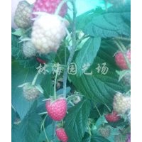 雙季樹莓苗 秋萍