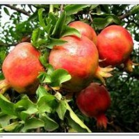臨沂石榴苗供應(yīng)，石榴苗價(jià)格，如意軟籽石榴等