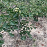 3公分以上大金星山楂苗大量出售