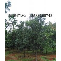 供應(yīng)浙江香泡、全冠香泡、金華香泡求購信息