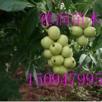核桃苗 垂玲6號穗狀核桃樹苗價格