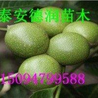 冠核一號核桃苗價格