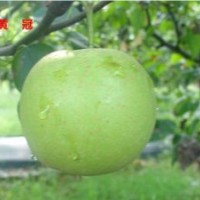 梨苗出售、麻城梨苗、湖北早熟梨苗(多圖)