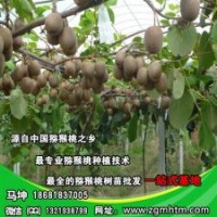 獼猴桃樹種植技術(shù)_獼猴桃樹_坤威獼猴桃苗(查看)