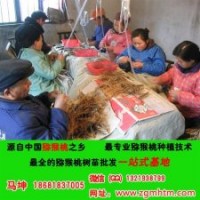 獼猴桃樹、坤威獼猴桃苗、獼猴桃樹在哪里買