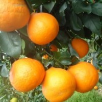 愛媛28號苗（又名紅美人）