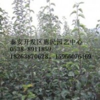 山東泰安0.3-0.5-1公分梨樹小苗批發(fā)價格