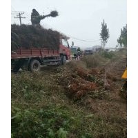 低價供應：鈣果苗(歐麗，文冠果（木瓜），杜梨苗（唐麗）
