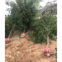 低價供應：棗樹，棗樹苗（實生苗與成品苗）