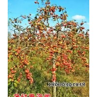 中國冬紅果海棠