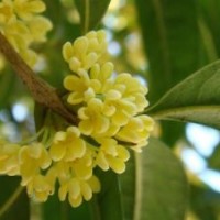 桂花小苗包郵,貴州桂花小苗,莎莎園藝(查看)