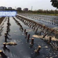 無花果苗批發(fā)、金華無花果苗、小葉無花果專業(yè)技術(shù)(多圖)