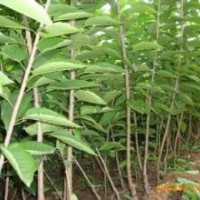 棗樹苗、蘋果苗、櫻桃苗、鈣果苗