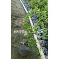 吉林紅豆杉苗，出售藍(lán)莓苗 占地苗 貝達(dá)苗