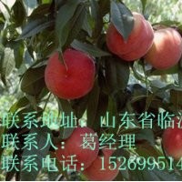 臨沂桃樹苗，桃樹接穗，桃樹