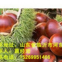 板栗苗，板栗苗價格，板栗苗品種，板栗苗批發(fā)