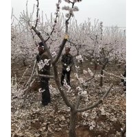 供應(yīng)3公分-12公分開心形桃樹，主桿形桃樹