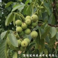 栽植的核桃樹(shù)四五年不結(jié)果是什么原因？