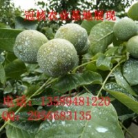 安徽核桃苗批發(fā)及價(jià)格查詢核桃苗價(jià)格