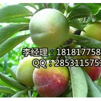 遂寧五月脆李子基地