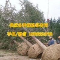 15公分銀杏樹苗價(jià)格_銀杏樹苗_金革銀杏(圖)