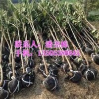信諾為民苗木基地、淮北櫻桃苗、櫻桃苗價(jià)格