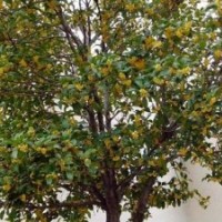 溫江高桿桂花、青峰園林專業(yè)批發(fā)水杉、高桿桂花價(jià)格