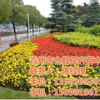 遼寧草花,合勝花卉,一年生草花廠家