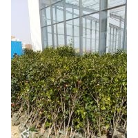 綠化樹苗、水果樹苗