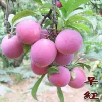 供應(yīng)陽豐柿子苗