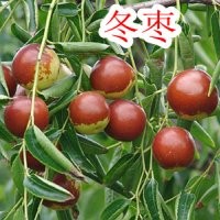 我苗圃供應(yīng)棗樹(shù)苗、山西棗樹(shù)苗、批發(fā)棗樹(shù)苗、嫁接棗樹(shù)苗品種
