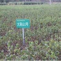 油茶苗