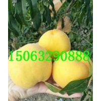 黃金脆桃苗，南非黃桃苗，冬桃苗，黃金蜜桃苗