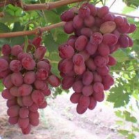 供應(yīng)新疆奎屯葡萄苗油桃苗