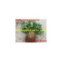 供應(yīng)優(yōu)質(zhì)草莓苗 新品種草莓苗 草莓苗基地 山東草莓苗量大優(yōu)惠